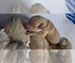 Image preview for Ad Listing. Nickname: White Collar Gi