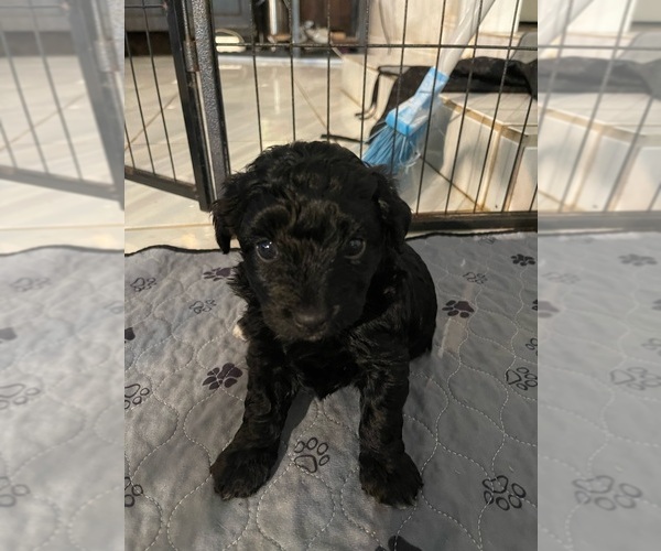Medium Photo #1 Aussie-Poo Puppy For Sale in PENSACOLA, FL, USA