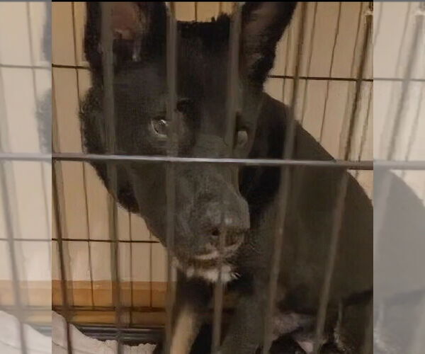 Medium Photo #14 Australian Kelpie-Unknown Mix Puppy For Sale in Caldwell, NJ, USA