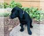 Small #1 Australian Cattle Dog-Labrador Retriever Mix