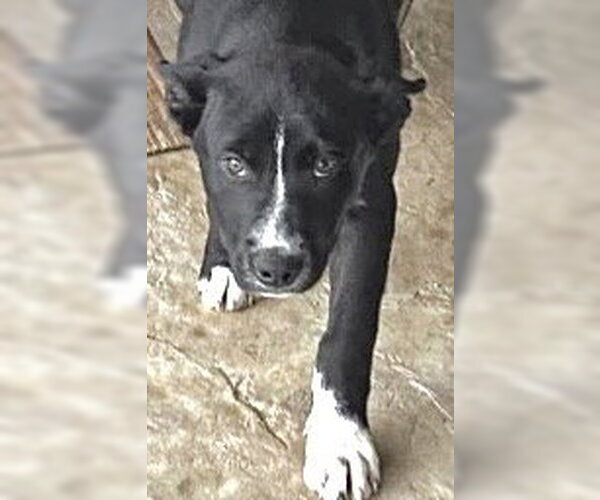 Medium Photo #1 Mutt Puppy For Sale in Houston, TX, USA