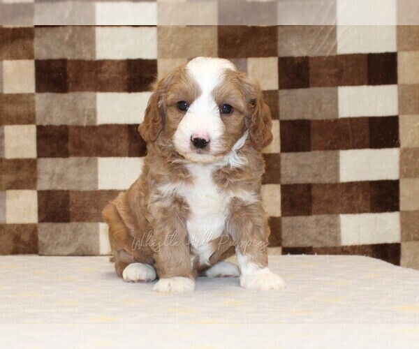 Medium Photo #4 Bernedoodle (Miniature)-Cavapoo (Miniature) Mix Puppy For Sale in DENVER, PA, USA