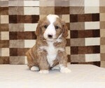 Small #3 Bernedoodle (Miniature)-Cavapoo (Miniature) Mix