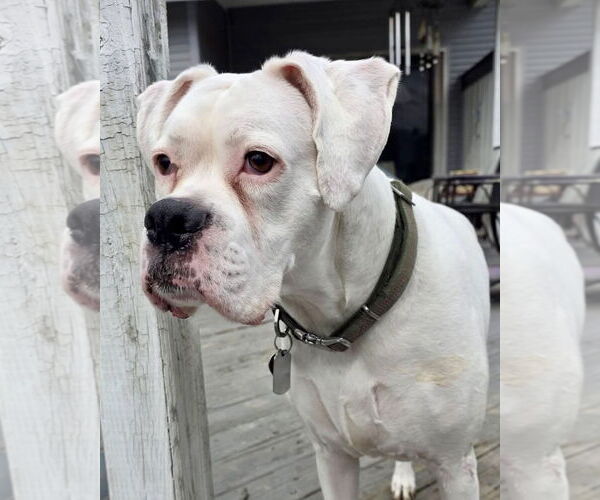 Medium Photo #3 Boxer Puppy For Sale in Dumont, NJ, USA