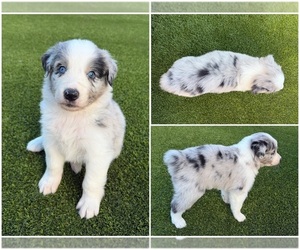 Australian Shepherd Puppy for sale in MARANA, AZ, USA