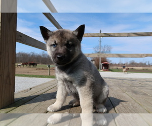 Norwegian Elkhound-Siberian Husky Mix Puppy for sale in KALAMAZOO, MI, USA
