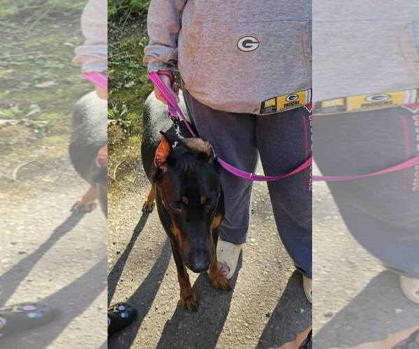 Medium Photo #7 Doberman Pinscher Puppy For Sale in Buffalo, MN, USA