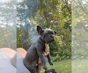 French Bulldog Puppy for Sale in WAMPUM, Pennsylvania USA