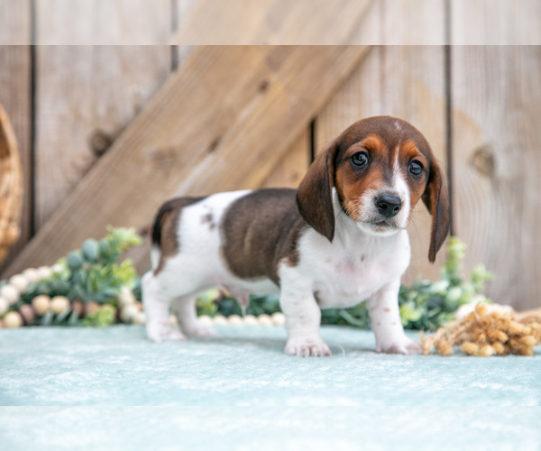 Medium Photo #10 Dachshund Puppy For Sale in GREENWICH, OH, USA