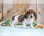 Small #3 Dachshund