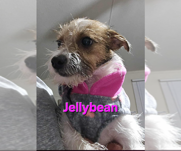 Medium Photo #2 Chihuahua-Unknown Mix Puppy For Sale in Cranston, RI, USA