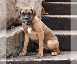 Boxador Puppy for sale in NEW HOLLAND, PA, USA