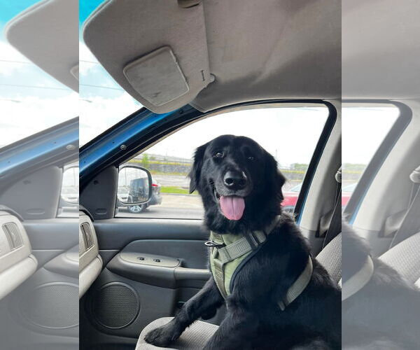 Medium Photo #1 Labrador Retriever Puppy For Sale in New Orleans, LA, USA