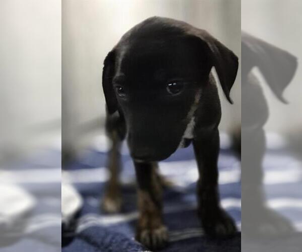 Medium Photo #1 Doberman Pinscher-Unknown Mix Puppy For Sale in San Antonio, TX, USA