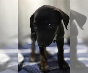Doberman Pinscher-Unknown Mix Dogs for adoption in San Antonio, TX, USA