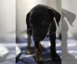 Small Doberman Pinscher Mix
