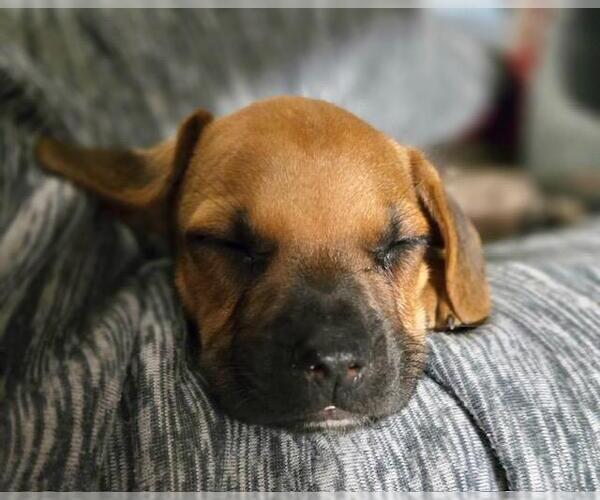 Medium Photo #6 French Bull Weiner Puppy For Sale in Los Angeles, CA, USA