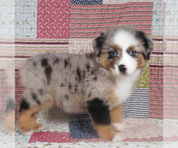 Medium Photo #2 Miniature Australian Shepherd Puppy For Sale in HARRISON, OH, USA