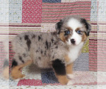 Small #1 Miniature Australian Shepherd