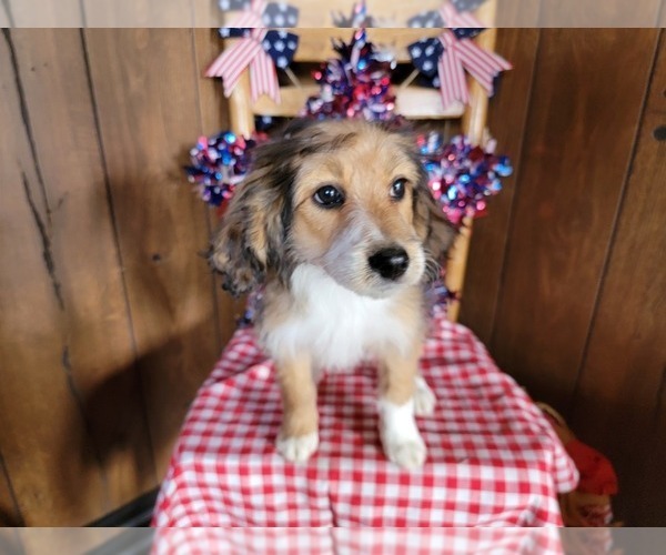 Medium Photo #5 Bernedoodle (Miniature) Puppy For Sale in BLACK FOREST, CO, USA