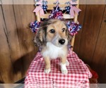 Small Photo #107 Bernedoodle (Miniature) Puppy For Sale in BLACK FOREST, CO, USA