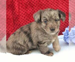 Pembroke Welsh Corgi-Poodle (Miniature) Mix Puppy for sale in LANCASTER, PA, USA