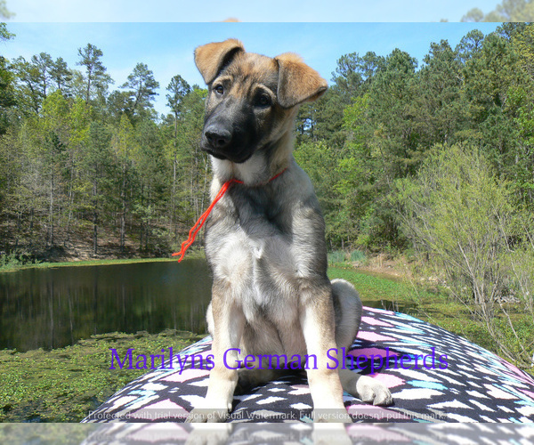 Medium Photo #6 German Shepherd Dog Puppy For Sale in PIEDMONT, MO, USA