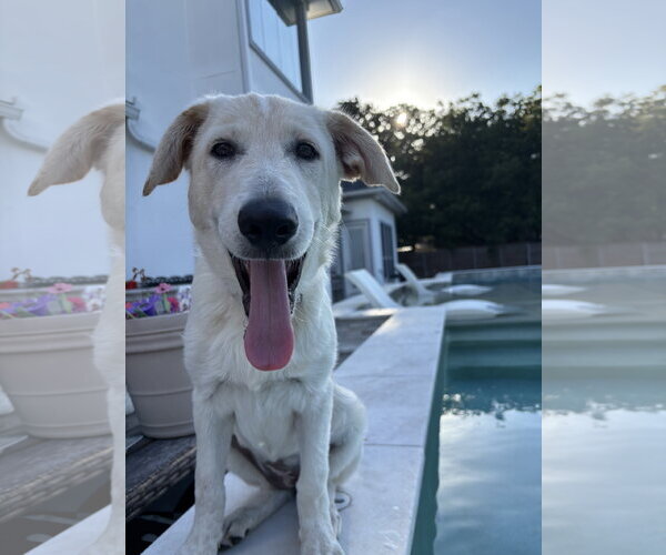 Medium Photo #1 German Shepherd Dog-Great Pyrenees Mix Puppy For Sale in Dallas, TX, USA