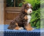 Small #3 Bernedoodle (Miniature)