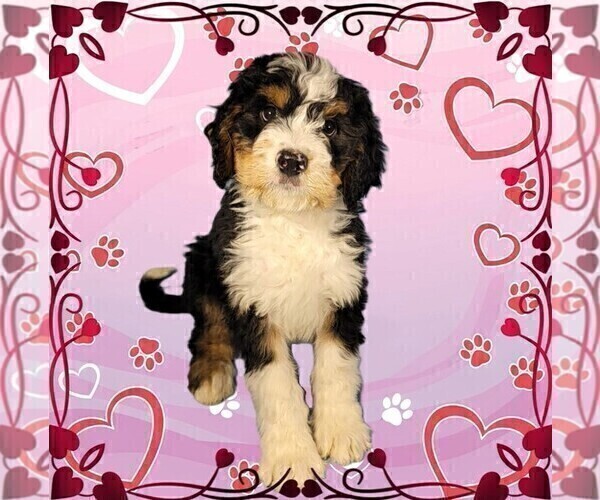 Medium Photo #2 Bernedoodle Puppy For Sale in BLACK FOREST, CO, USA