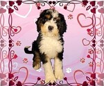 Small #1 Bernedoodle