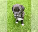 Small #3 Boxador