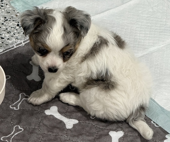 Medium Photo #9 Chihuahua Puppy For Sale in MARCUS, IA, USA