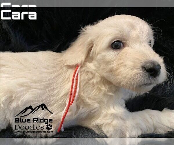 Medium Photo #2 Goldendoodle Puppy For Sale in COLONIAL HEIGHTS, TN, USA