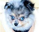 Small Photo #1 Pomeranian Puppy For Sale in BOCA RATON, FL, USA