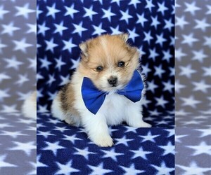 Pomeranian Puppy for sale in RISING SUN, MD, USA