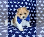 Small Photo #1 Pomeranian Puppy For Sale in RISING SUN, MD, USA