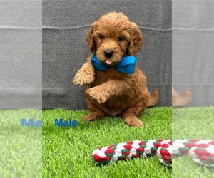 Goldendoodle (Miniature) Puppy for sale in CHULA VISTA, CA, USA
