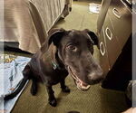 Small #1 Great Dane Mix