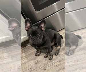 French Bulldog Puppy for sale in TALLAHASSEE, FL, USA