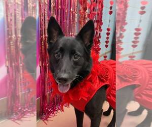 German Shepherd Dog-Unknown Mix Dogs for adoption in Crete, IL, USA