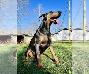 Medium Doberman Pinscher