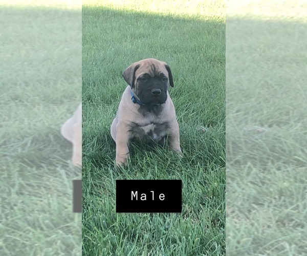 Medium Photo #7 Bullmastiff Puppy For Sale in BOMBAY, MN, USA
