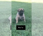 Small Photo #7 Bullmastiff Puppy For Sale in BOMBAY, MN, USA