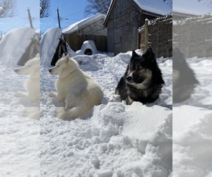 Siberian Husky Litter for sale in BOLINGBROOK, IL, USA