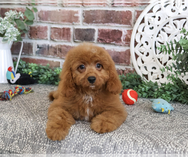 Medium Photo #4 Cavapoo (Miniature) Puppy For Sale in SYRACUSE, IN, USA