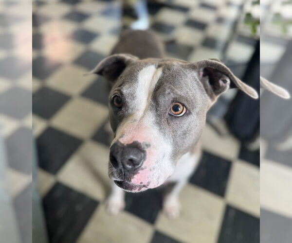 Medium Photo #6 American Pit Bull Terrier-American Staffordshire Terrier Mix Puppy For Sale in Chester, VA, USA