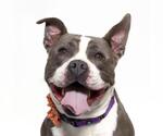 Small American Pit Bull Terrier