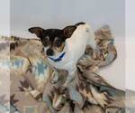 Small #4 Chihuahua Mix