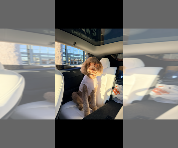 Medium Photo #7 Goldendoodle Puppy For Sale in JACKSONVILLE, FL, USA